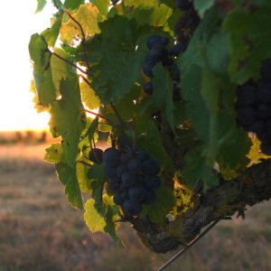 Cépage gamay, vin de Touraine Azay-le-Rideau