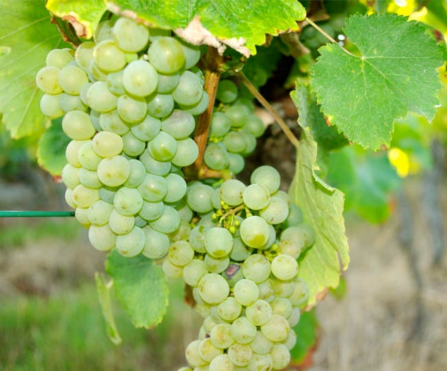 Travail de la vigne en Touraine